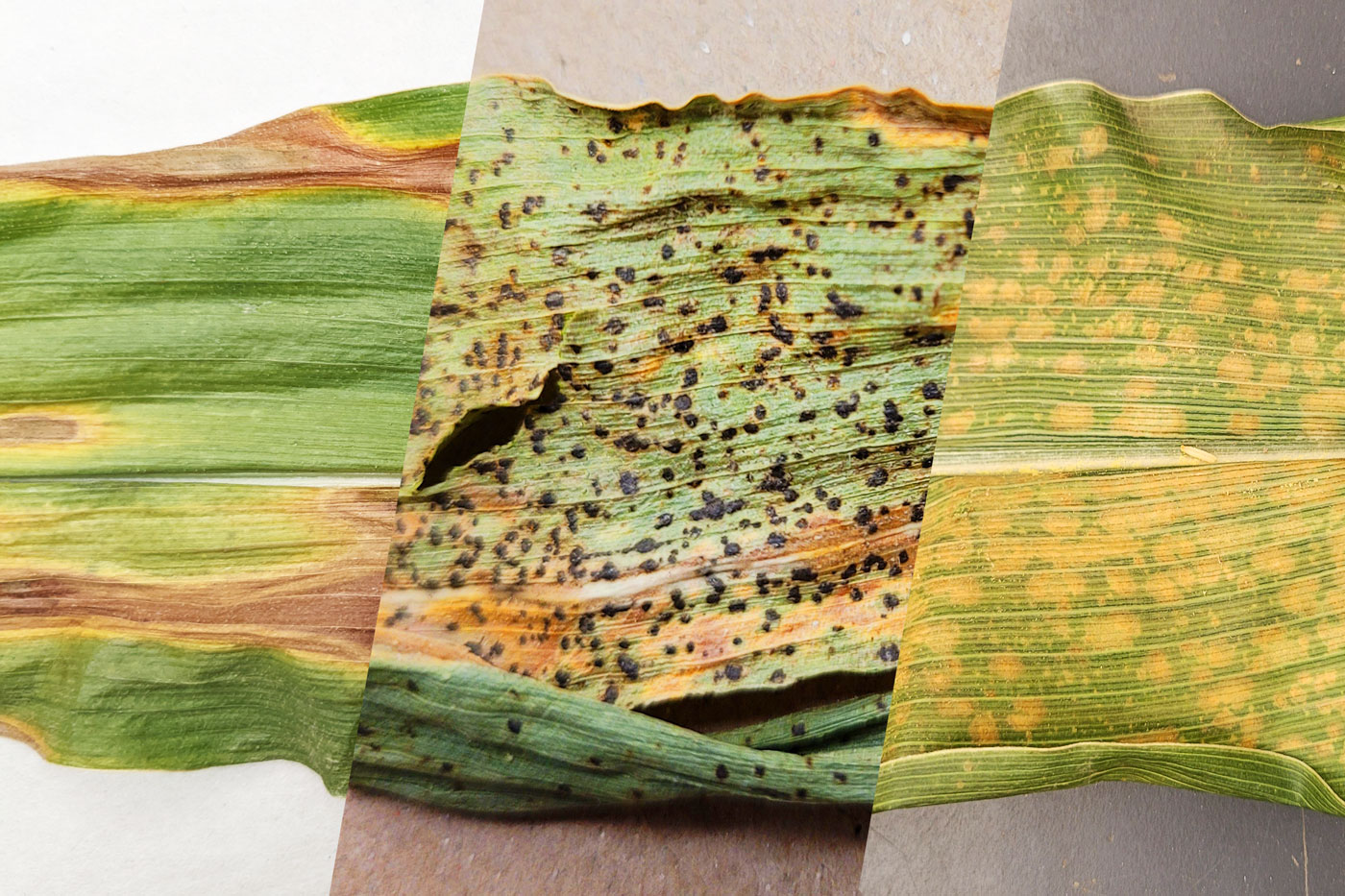 three image collage of diseased corn leaf
